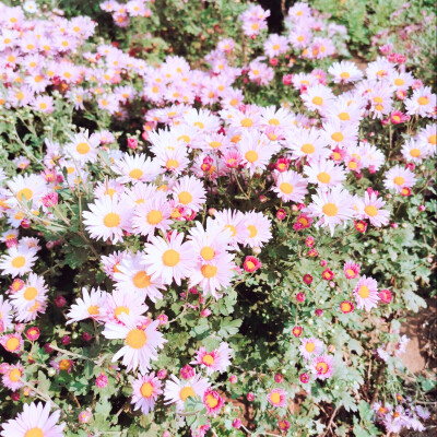 鲜花 园博会 手拍 鲜艳 意境 舒服 无滤镜 唯美 保护环境 旅游 