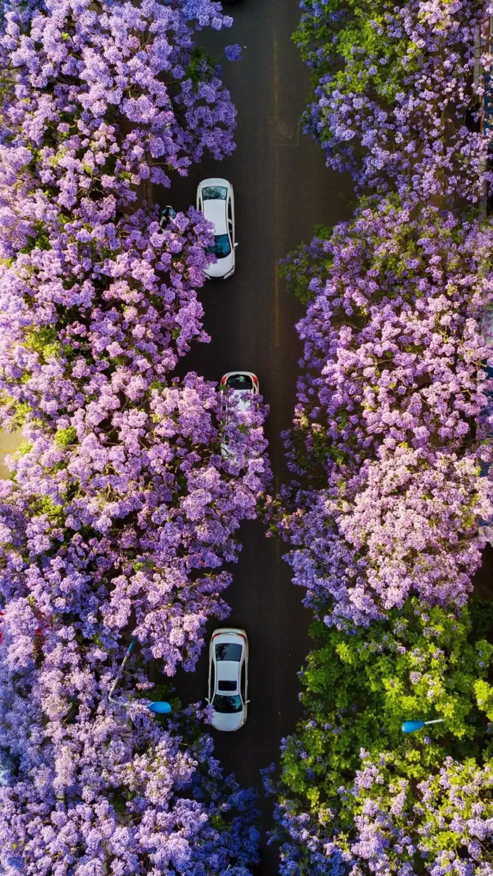 花海