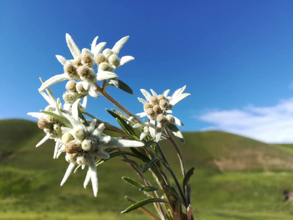 雪绒花；勇气