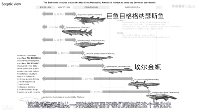 骨鳞鱼超纲演化对比：巨鱼目格格纳瑟斯鱼，真掌鳍鱼，潘氏鱼，提塔利克鱼，埃尔金螈，鱼石螈，棘螈