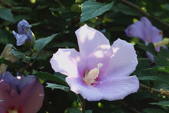 木槿花