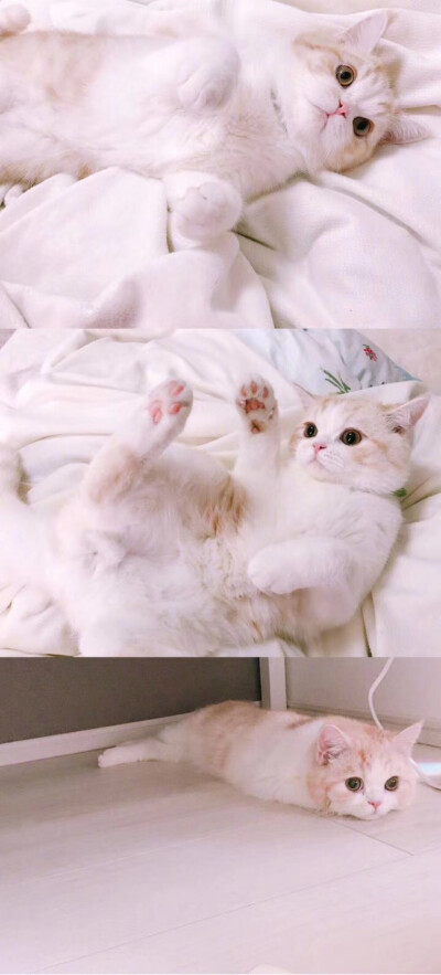 壁纸可爱猫咪