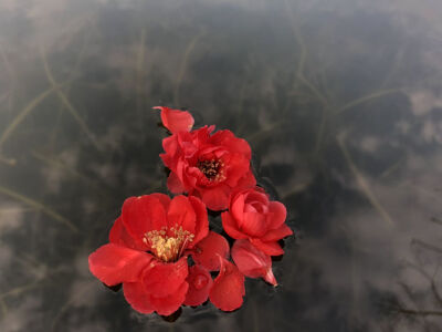 而你就恰似人间星辰.一眼我便沉沦.