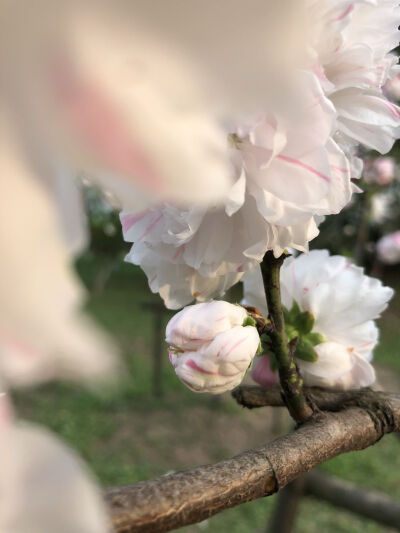 而你就恰似人间星辰.一眼我便沉沦.