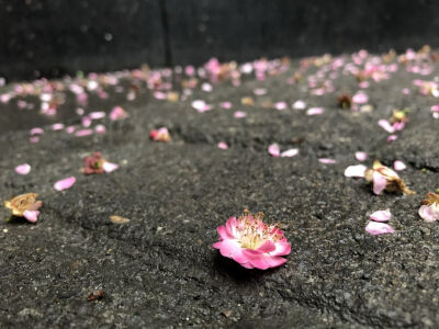 而你就恰似人间星辰.一眼我便沉沦.