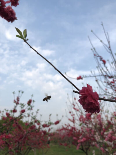 而你就恰似人间星辰.一眼我便沉沦.