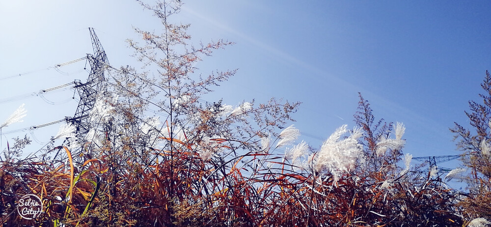 一波秋景圖來嘍
美就在身邊