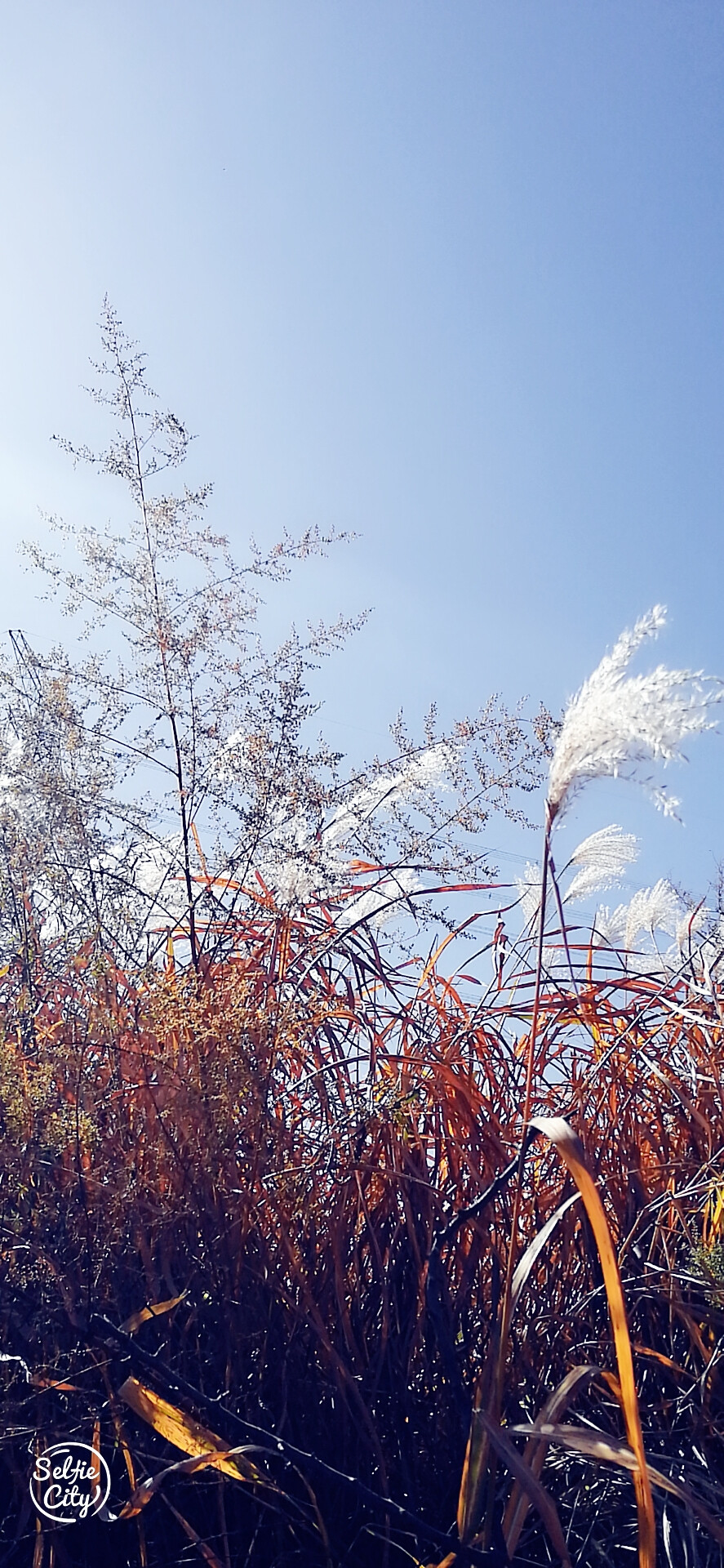 一波秋景圖來嘍
美就在身邊