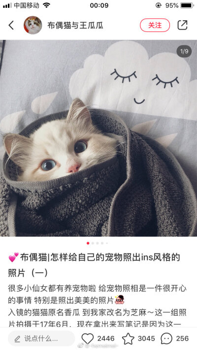 猫咪