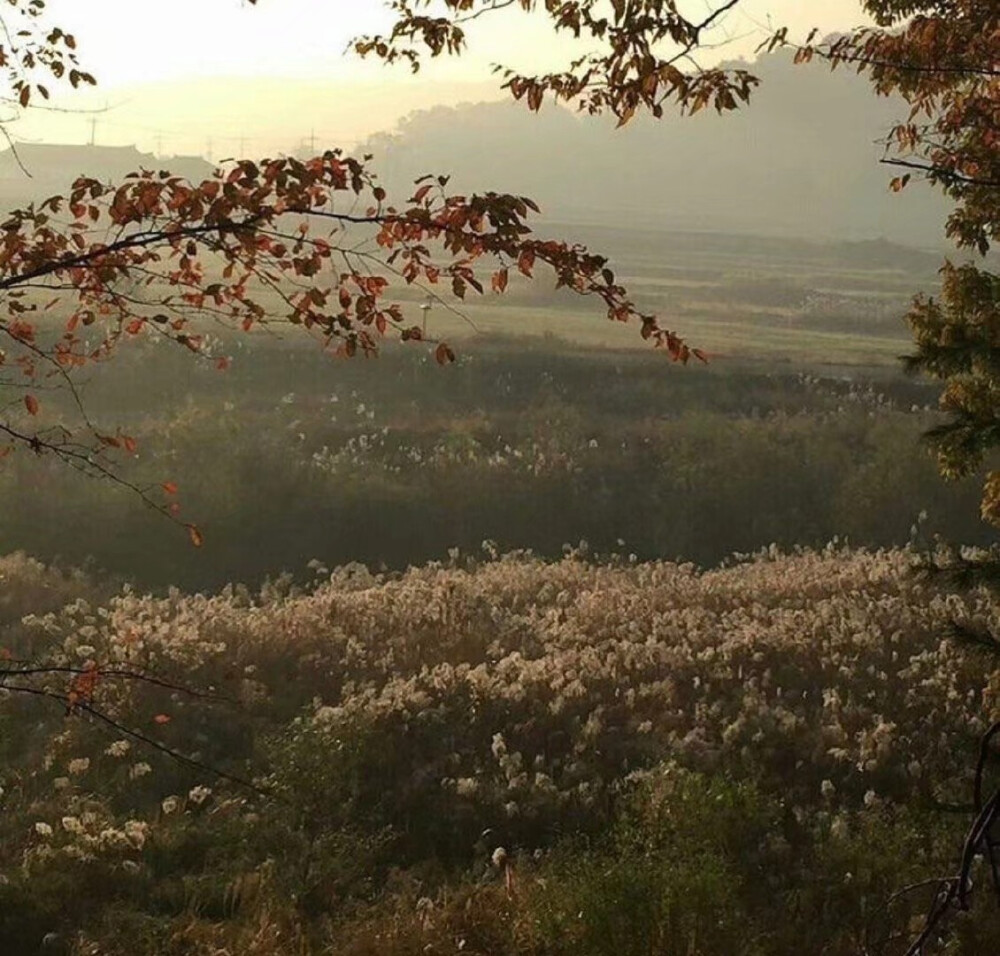 春景不自留，莫怪春风恶。