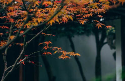 独坐幽篁里，弹琴复长啸