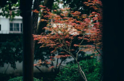 独坐幽篁里，弹琴复长啸