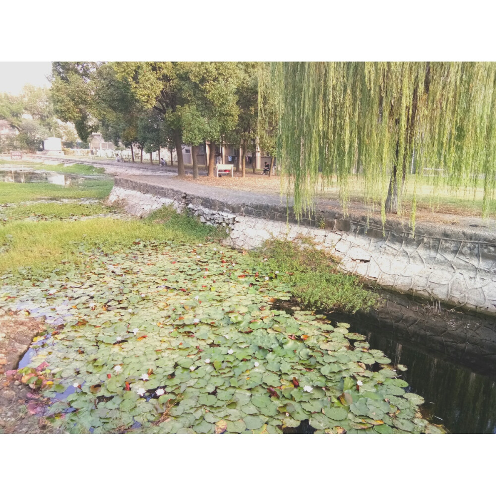 湖北荆州随手拍
外加长江大学小景