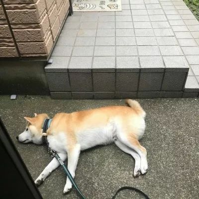 柴犬头像