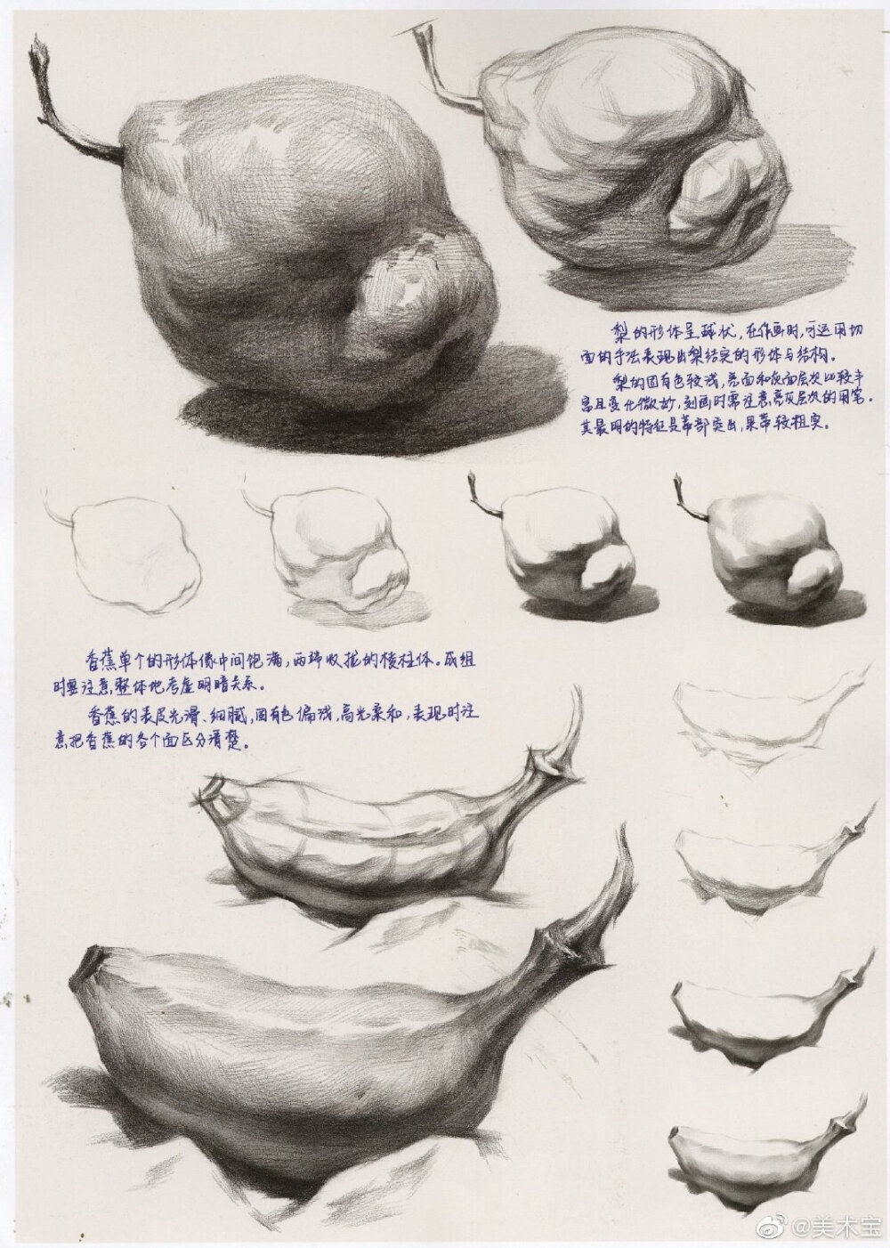 一份清晰明了的【素描水果单体范画】