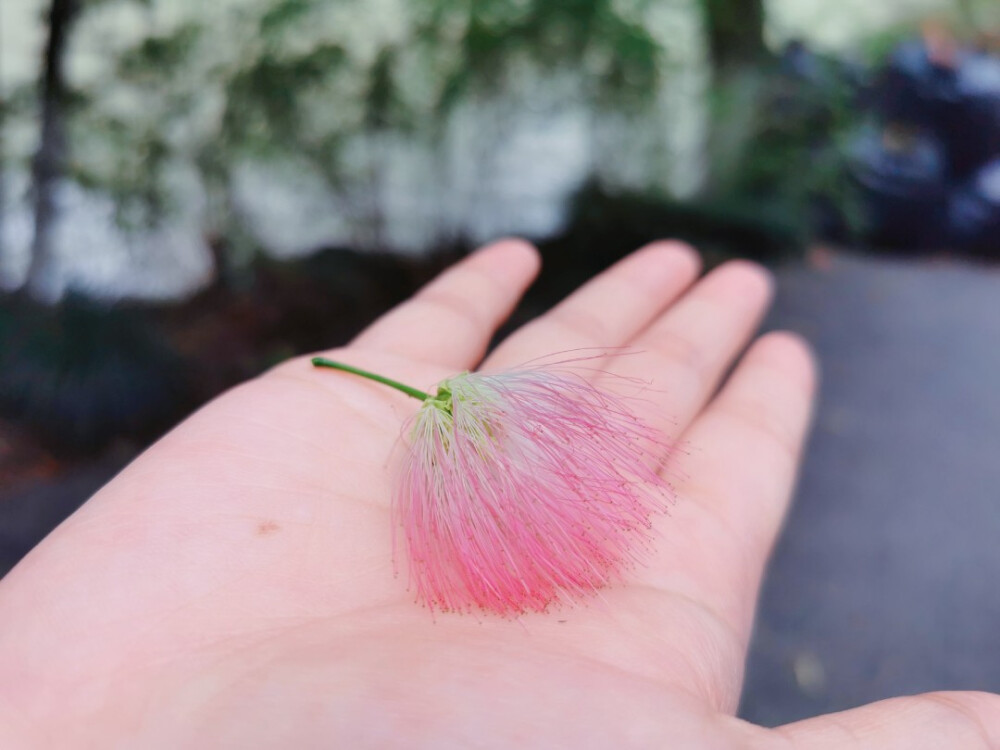 这朵合欢花应该是秋日最后的粉色了吧