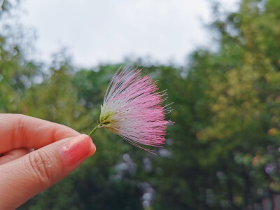 这朵合欢花应该是秋日最后的粉色了吧