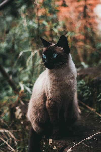 蓝瞳猫咪
学名叫啥来着....暹罗猫