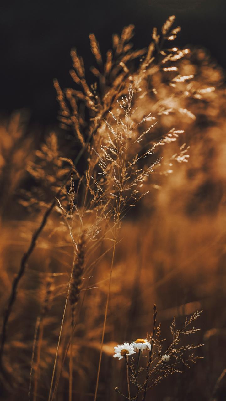 高清壁纸——风景静物