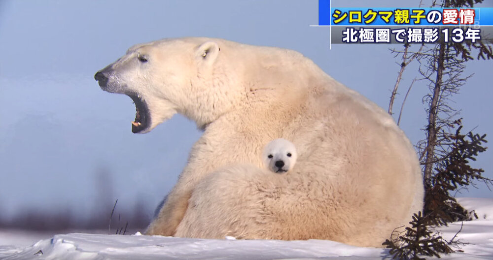 北北北北北。。。極熊