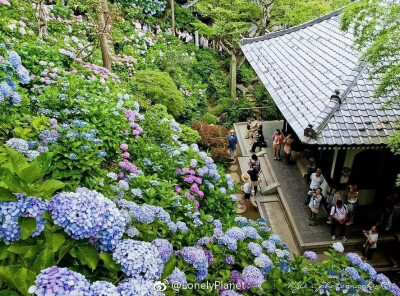 紫阳花
