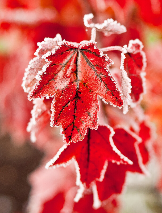 葉子，紅了。