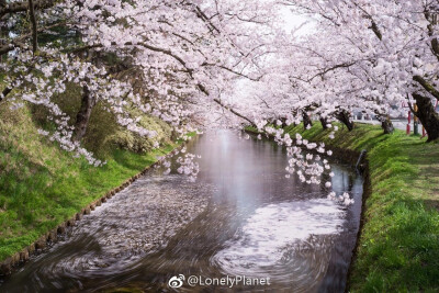 小众赏樱地——青森