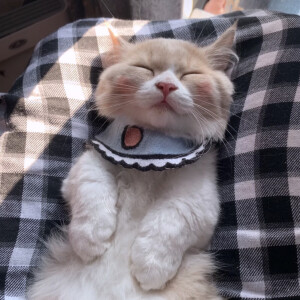 小可爱
