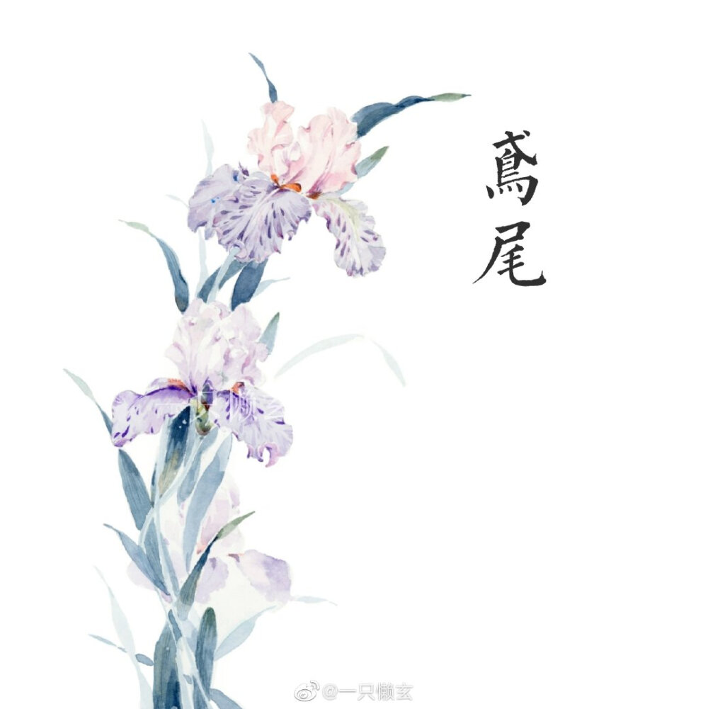 水彩植物 花卉
画师：一只懒玄