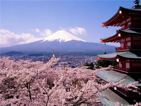  日本樱花：3月初，是日本的国花——樱花盛开的时间。