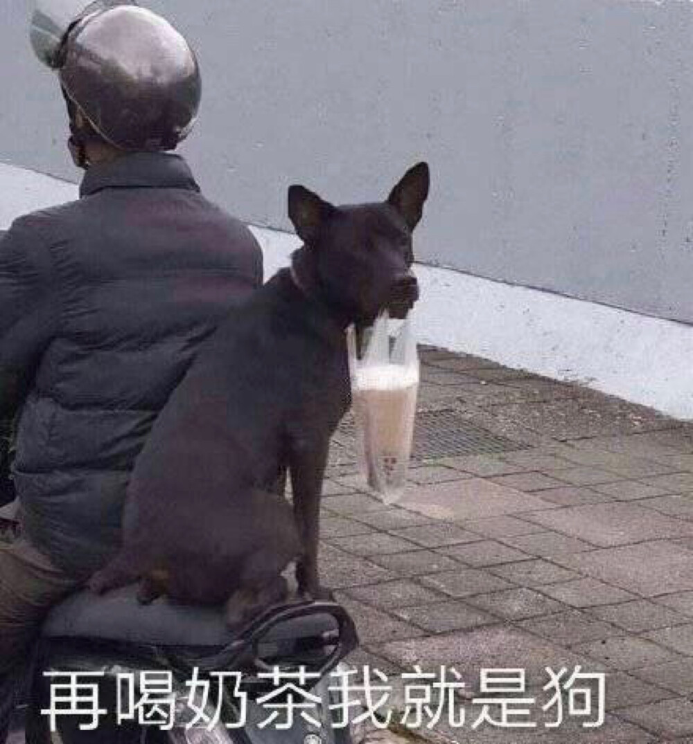 再喝奶茶我就是狗