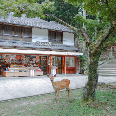 「 若 草 山 上 小 鹿 乱 撞 」⛰
摄影@打烊日记本