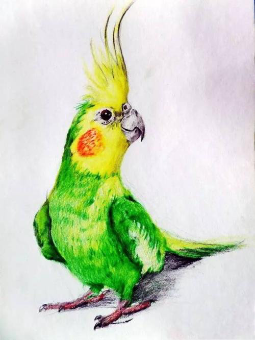 彩铅鹦鹉