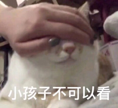 动物表情包自存图 猫咪萌宠可爱