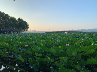 叶上初阳干宿雨、水面清圆，一一风荷举。