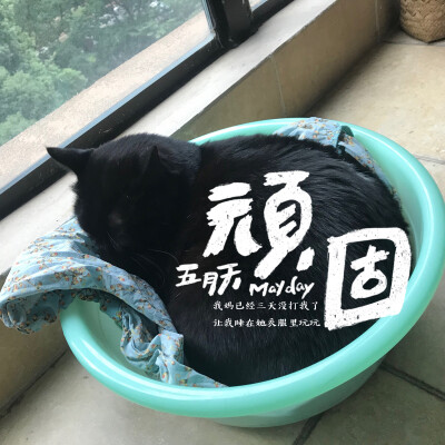 记录一下傻猫的生活