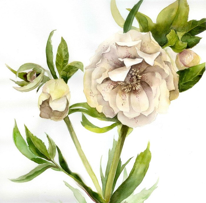 花卉 植物 水彩 插画 By Маша Безкоровайная