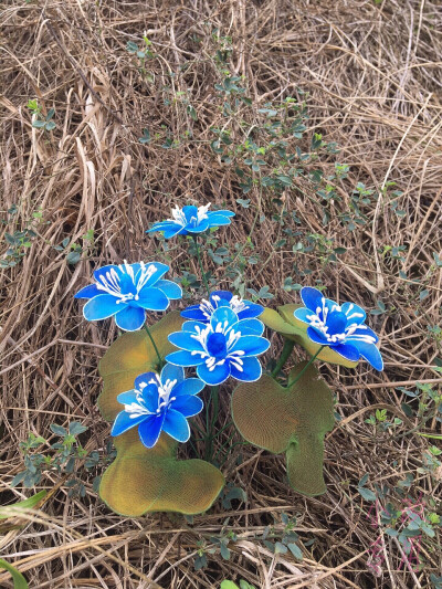 丝网花