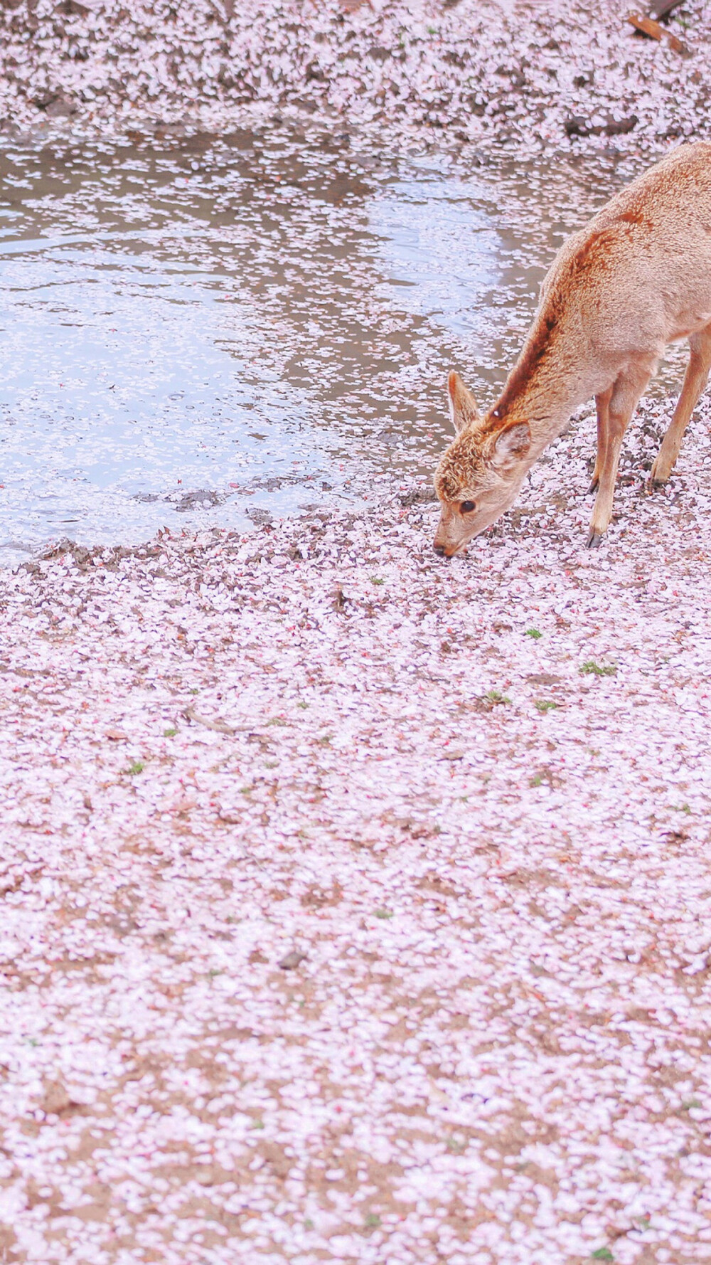 樱花盛开之时