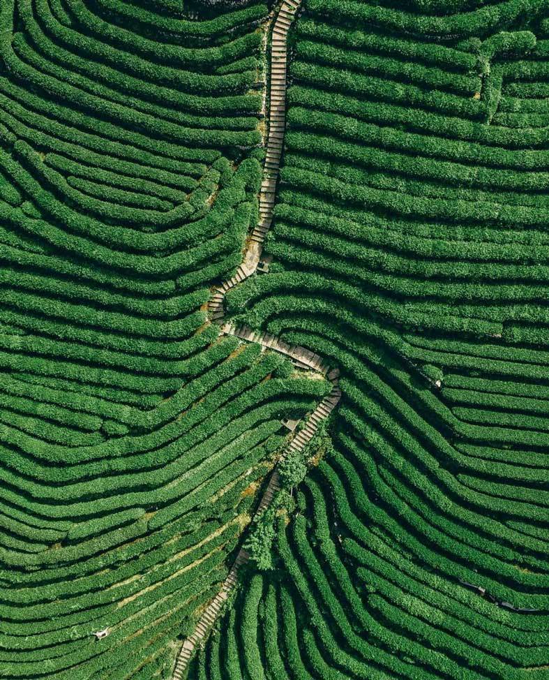 龙井茶园 