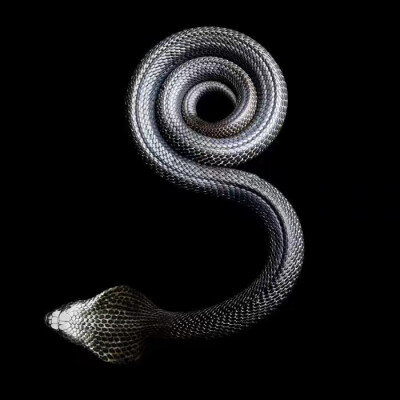 蛇形丨Mark Laita