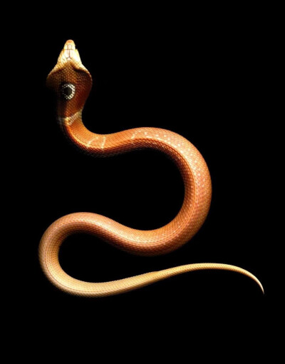 蛇形丨Mark Laita