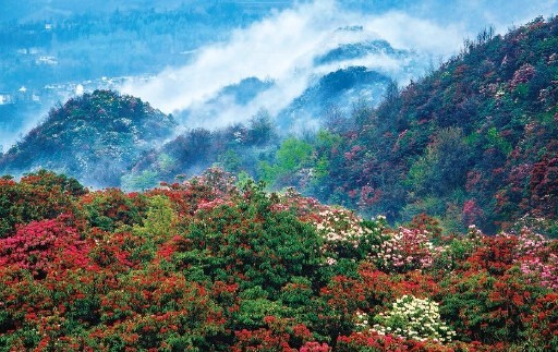 百里杜鹃国家森林公园。（史开心 摄）
景区特点：百里杜鹃总面积125.8平方公里，因其原始林带宽1—3公里，绵延50余公里得名，是国家级森林公园。初步查明公园内有马缨杜鹃、露珠杜鹃、团花杜鹃等41个品种，囊括了世界杜鹃花5个亚属的全部种类，被誉为“世界上最大的天然花园”，享有“地球彩带、世界花园”之美誉。3月下旬至5月，各种杜鹃花竞相怒放，漫山遍野，千姿百态，铺山盖岭，五彩缤纷。
百里杜鹃是国家5A级旅游景区、国家生态旅游示范区、世界唯一的杜鹃花国家森林公园、国家风景名胜区、国家自然保护区；是全国低碳旅游实验区、亚洲大中华区十大自然原生态旅游景区；是中国春观花、夏避暑、秋休闲、冬赏雪的生态旅游胜地，享有“地球彩带、杜鹃王国、养身福地、清凉世界”之美誉。