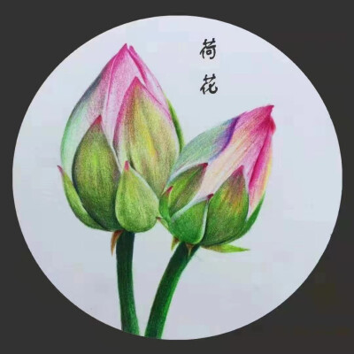 小可爱