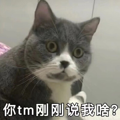 猫咪表情包