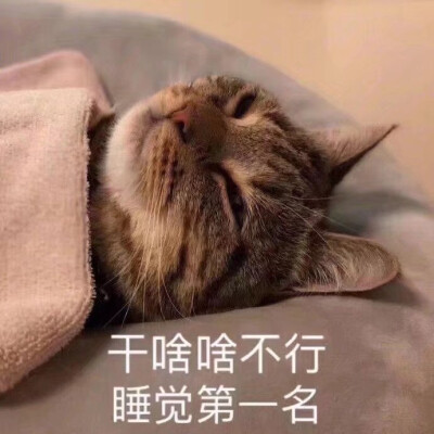 猫咪表情包