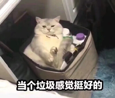 猫咪表情包