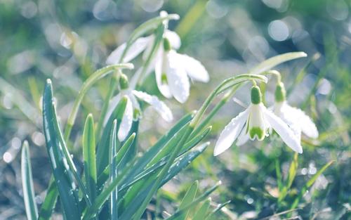 雪滴花；生命力强，勇往直前。
