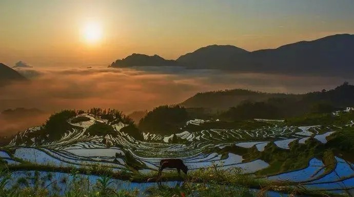 云和梯田
在高耸层峦的衬托下，油黄的稻田如同雨后春笋，带来了色彩上的冲击，自觉地想起了梵高的某些画作。
这里是华东最大的梯田，也有着“中国最美梯田”的声誉，自然是吸引了很多摄影爱好者的。尤其是日出和日落，让他们最不能放过的地方。
日渐西落的太阳、浩瀚如大海的云雾、散开的落霞，天、地、稻田三者合一，让你分不清这美景是梦幻还是现实。坐标：浙江省丽水市云和县崇头镇云和梯田景区
坐标：浙江省丽水市云和县崇头镇云和梯田景区