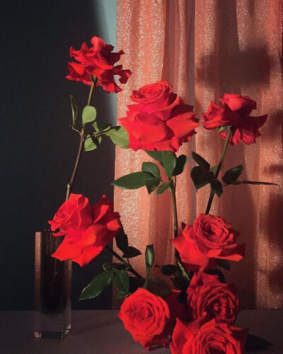 背景，壁纸，玫瑰花